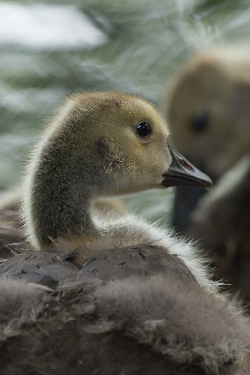 Gans niedlich. Nochmal zwei