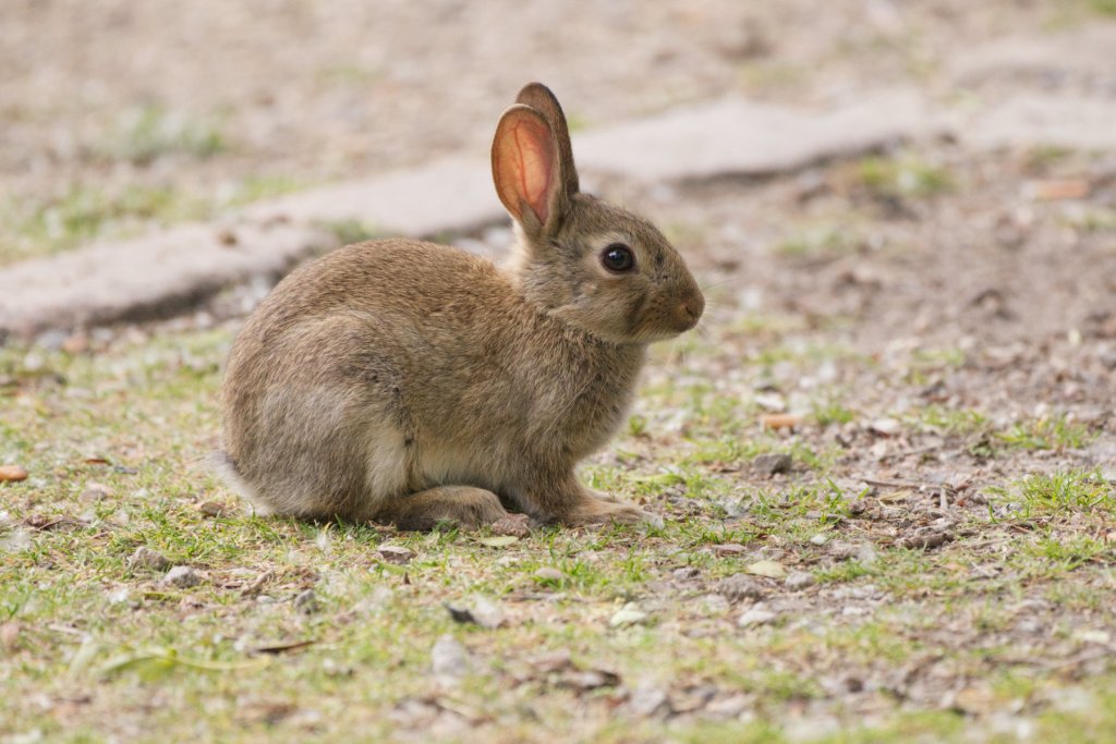 Parkkaninchen, drollig