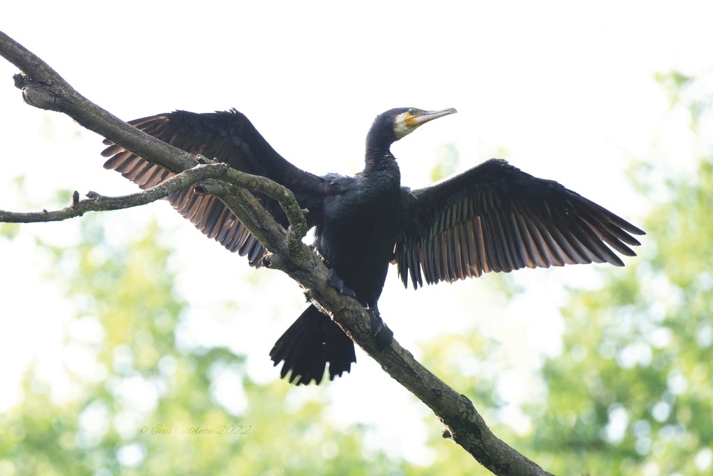 Kormoran, im Gegenlicht
