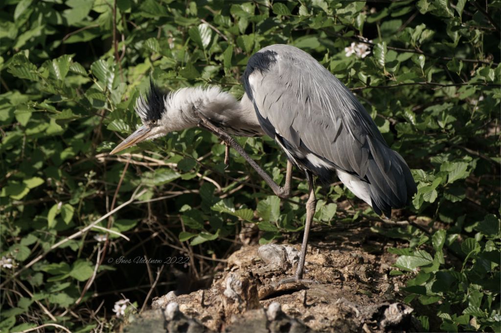 Graureiher bei der&nbsp;Gefiederpflege