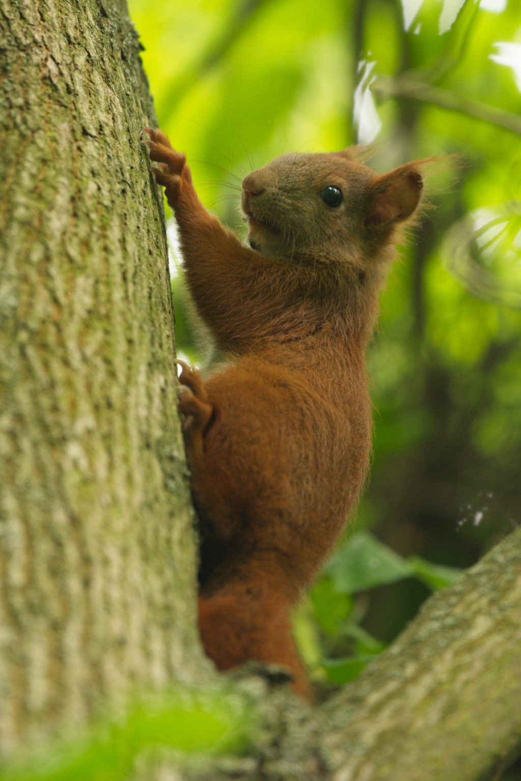Eichhörnchen. Oben im&nbsp;Baume