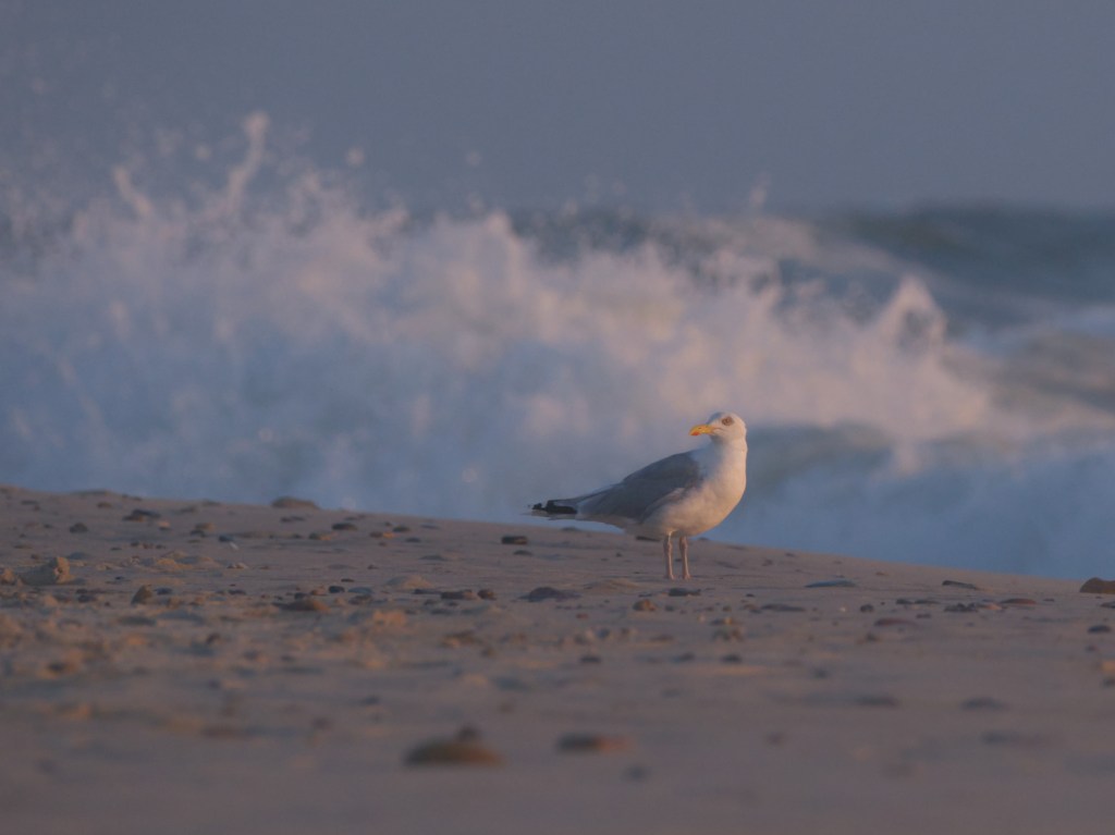 Jeg er tilbage. Looking back, looking&nbsp;forward