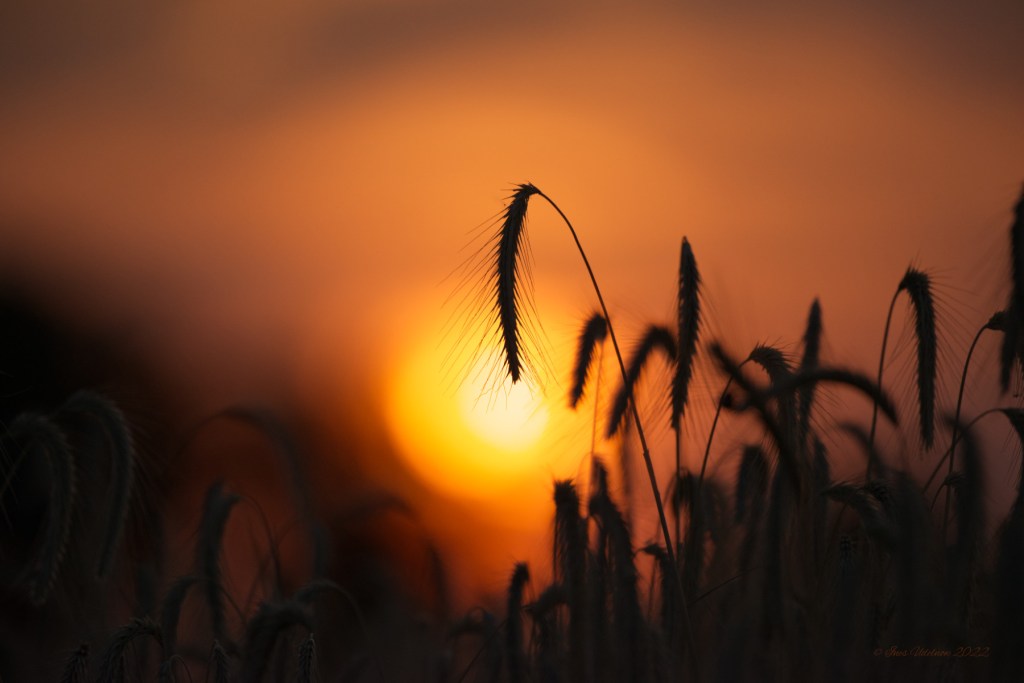 In letzten Licht des dann doch noch nicht heißesten Tages des&nbsp;Jahres
