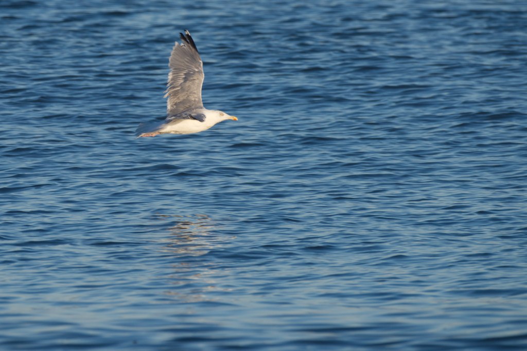 Ach würd‘ ich doch so gern