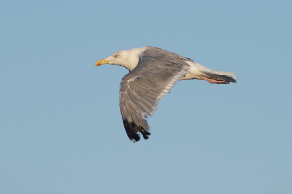 Silbermöwe. Im Flug