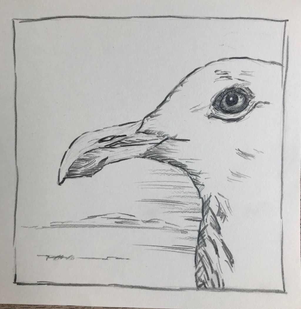 Miniatur.Zeichnung Möwenportrait