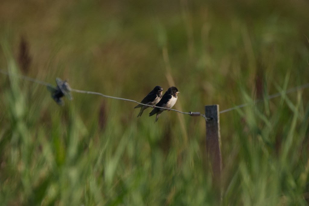 Zwei kleine Schwälbchen