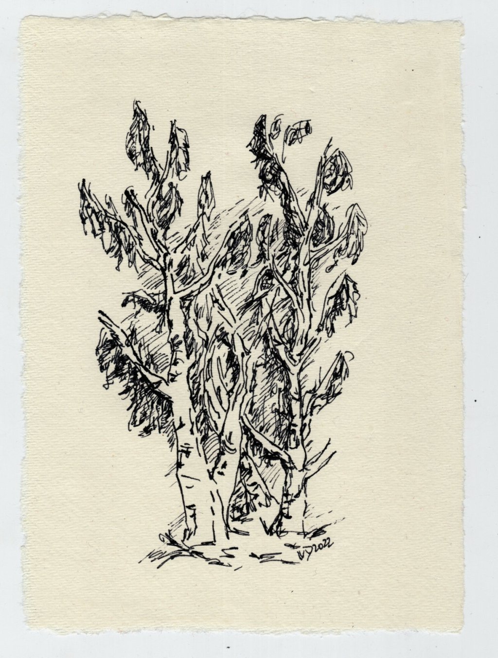 Miniaturzeichnung. Drei Birken