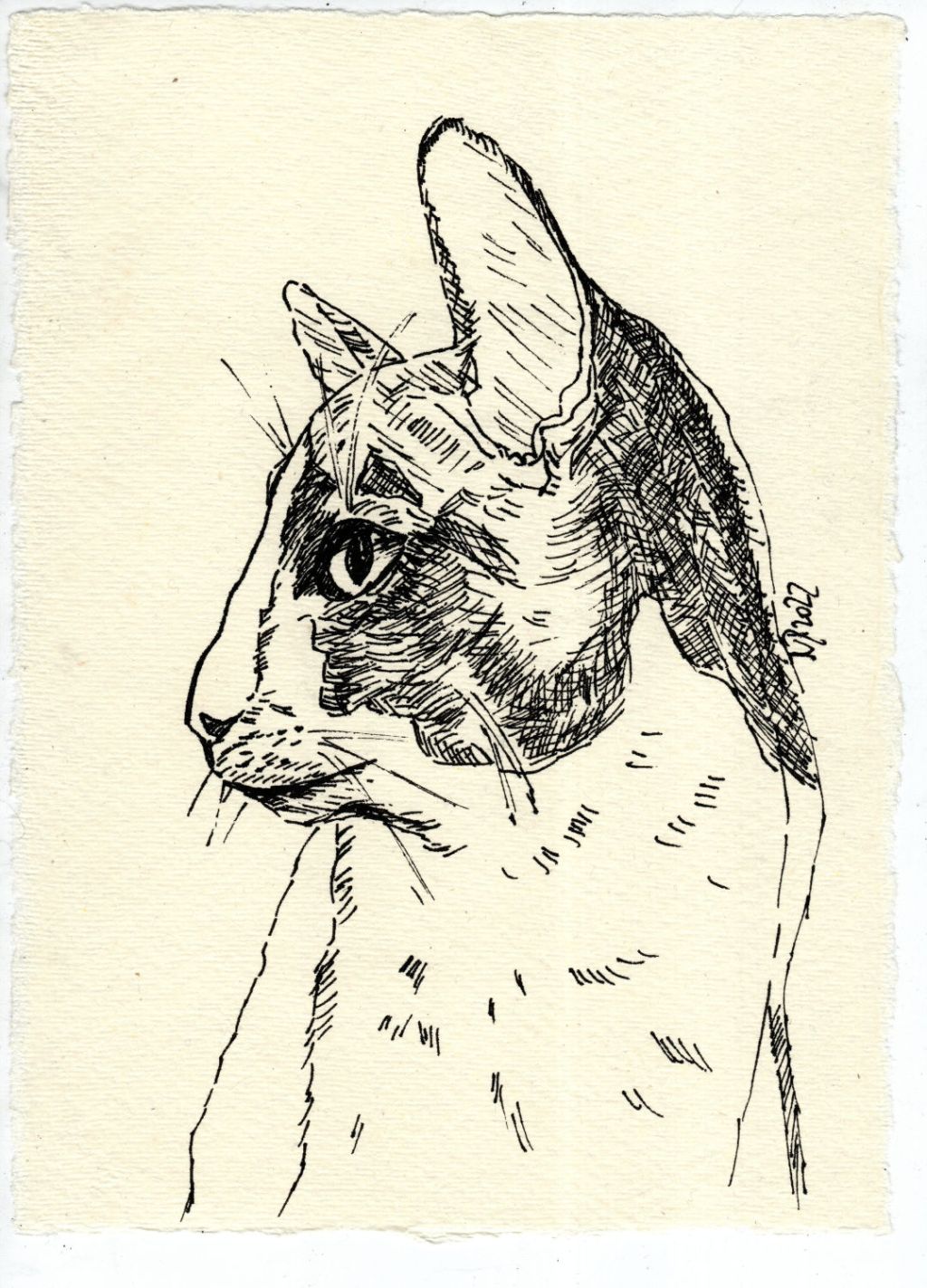 Tuschezeichnungen. Vier Katzen