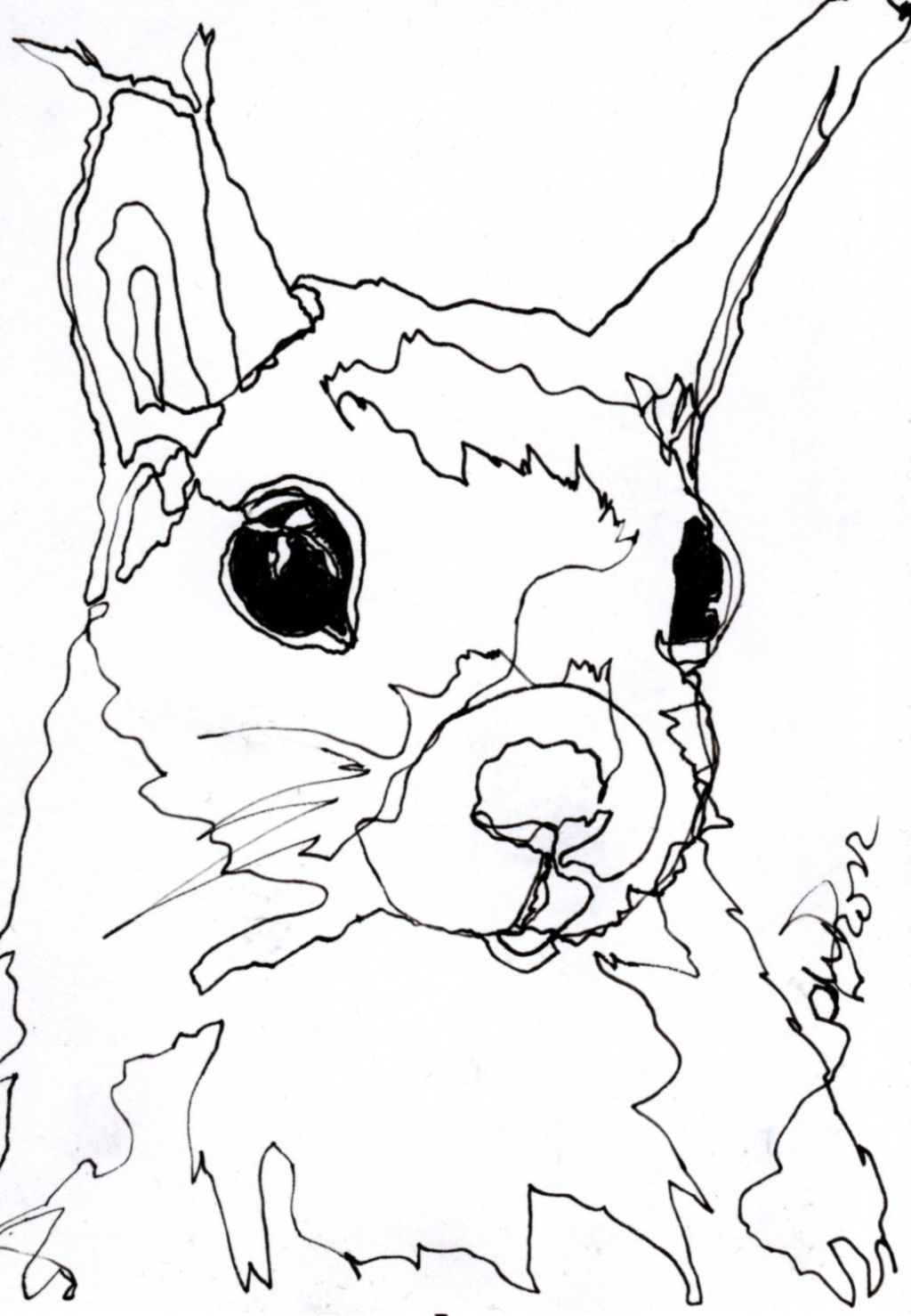 Vier Linien – vier&nbsp;Eichhörnchen