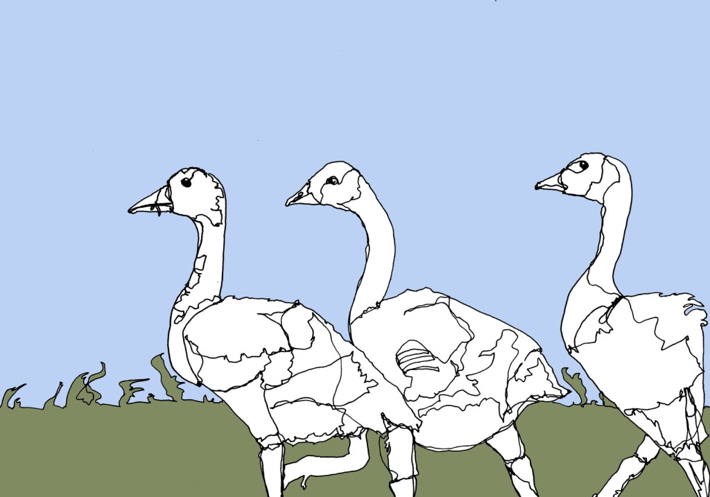 Drei junge Gänslein