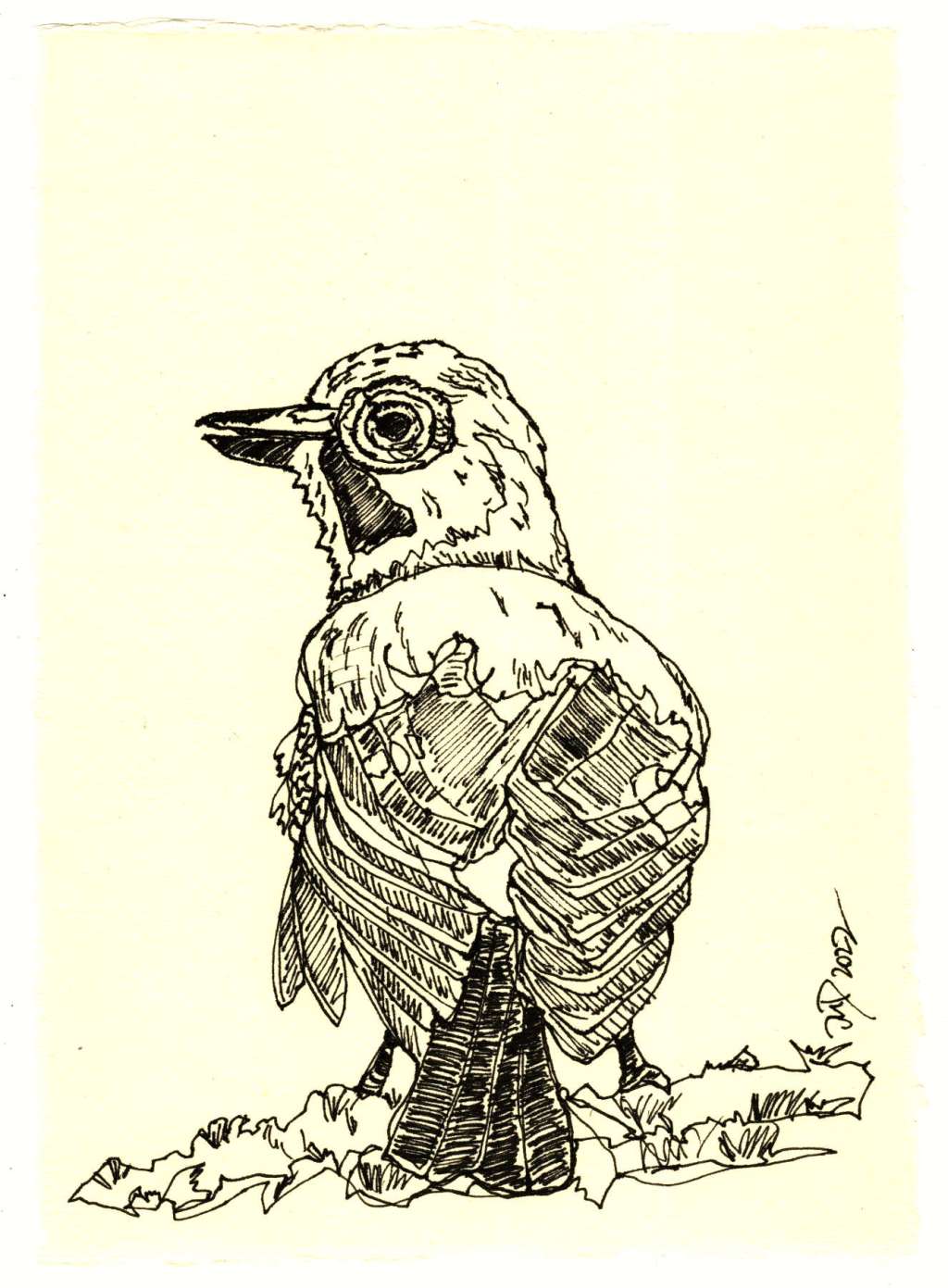 Zeichnung. Eichelhäher