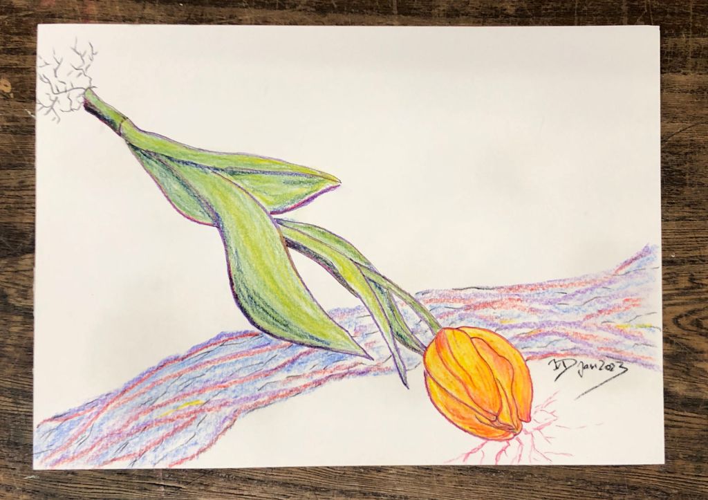 Zeichnung. Die Januartulpe