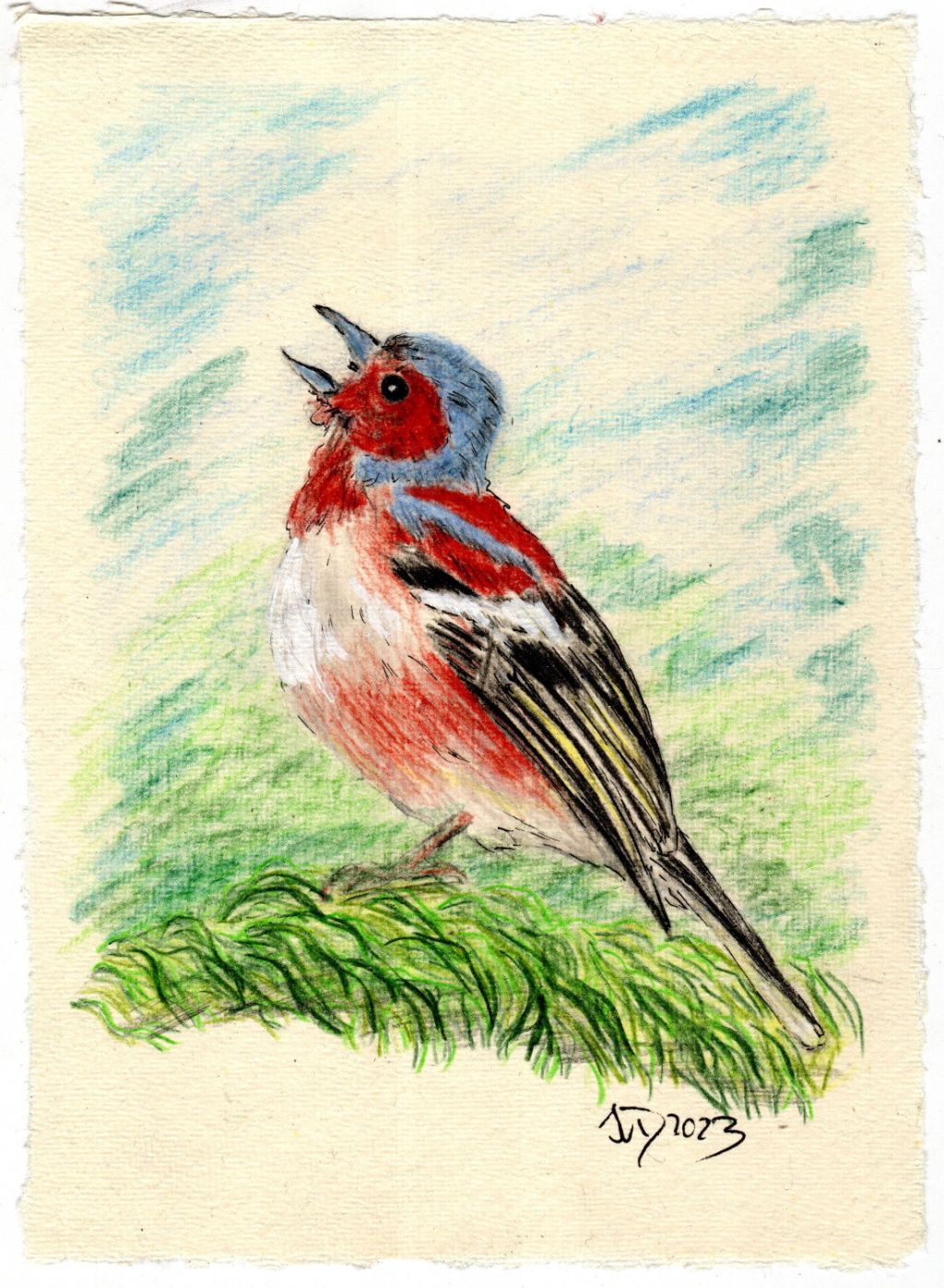 Kleine Zeichnung. Buckfink