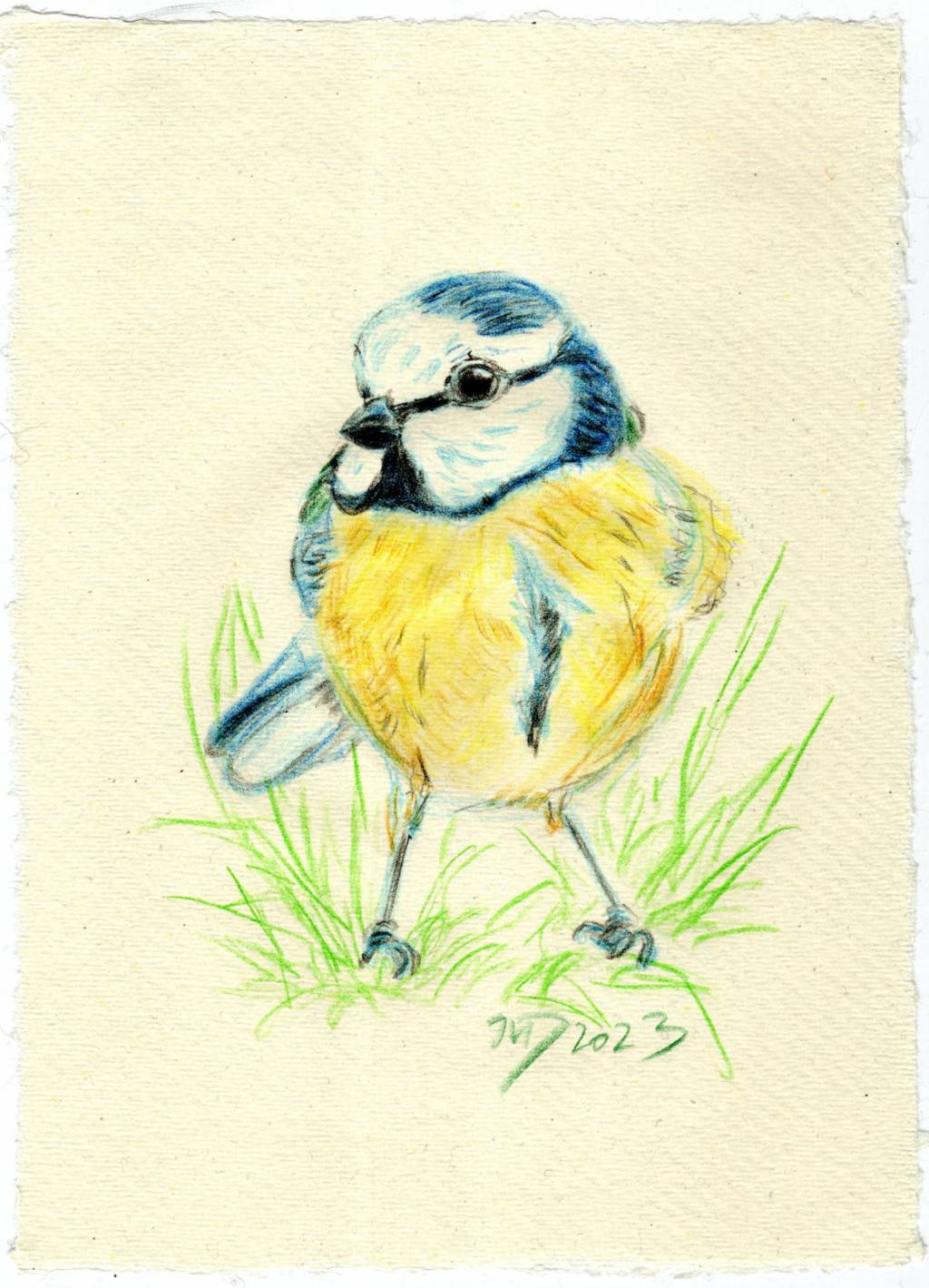 Zeichnung. Blaumeise