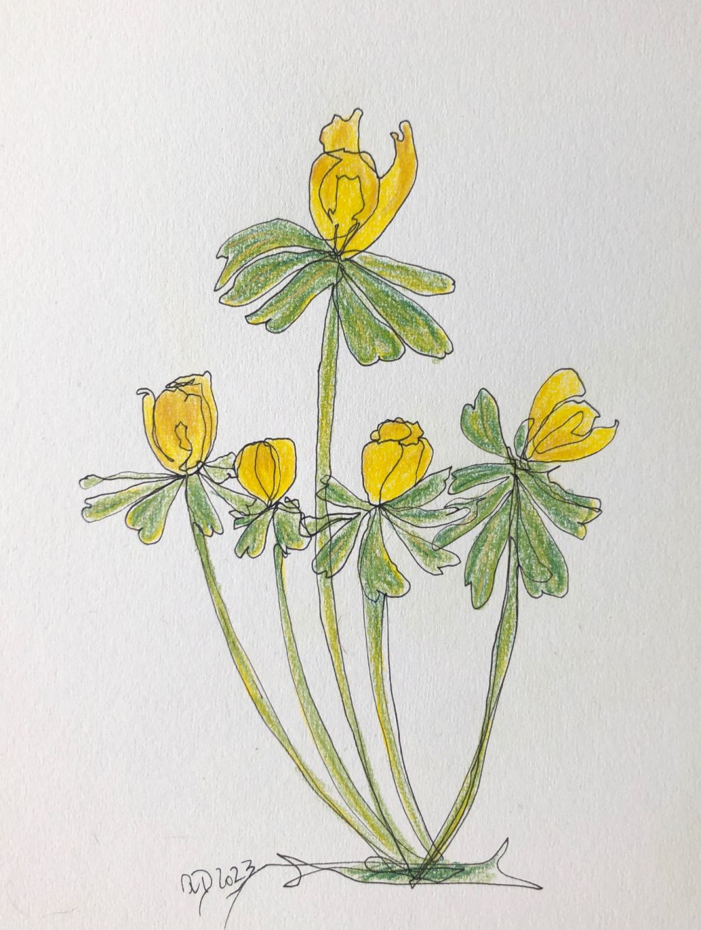 Winterlinge. Zeichnung