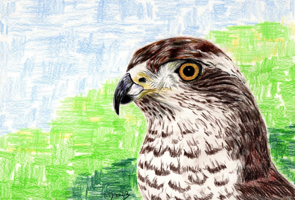 Buntstiftportrait. Habicht