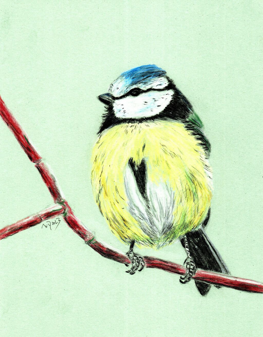 Buntstiftzeichnung. Blaumeise