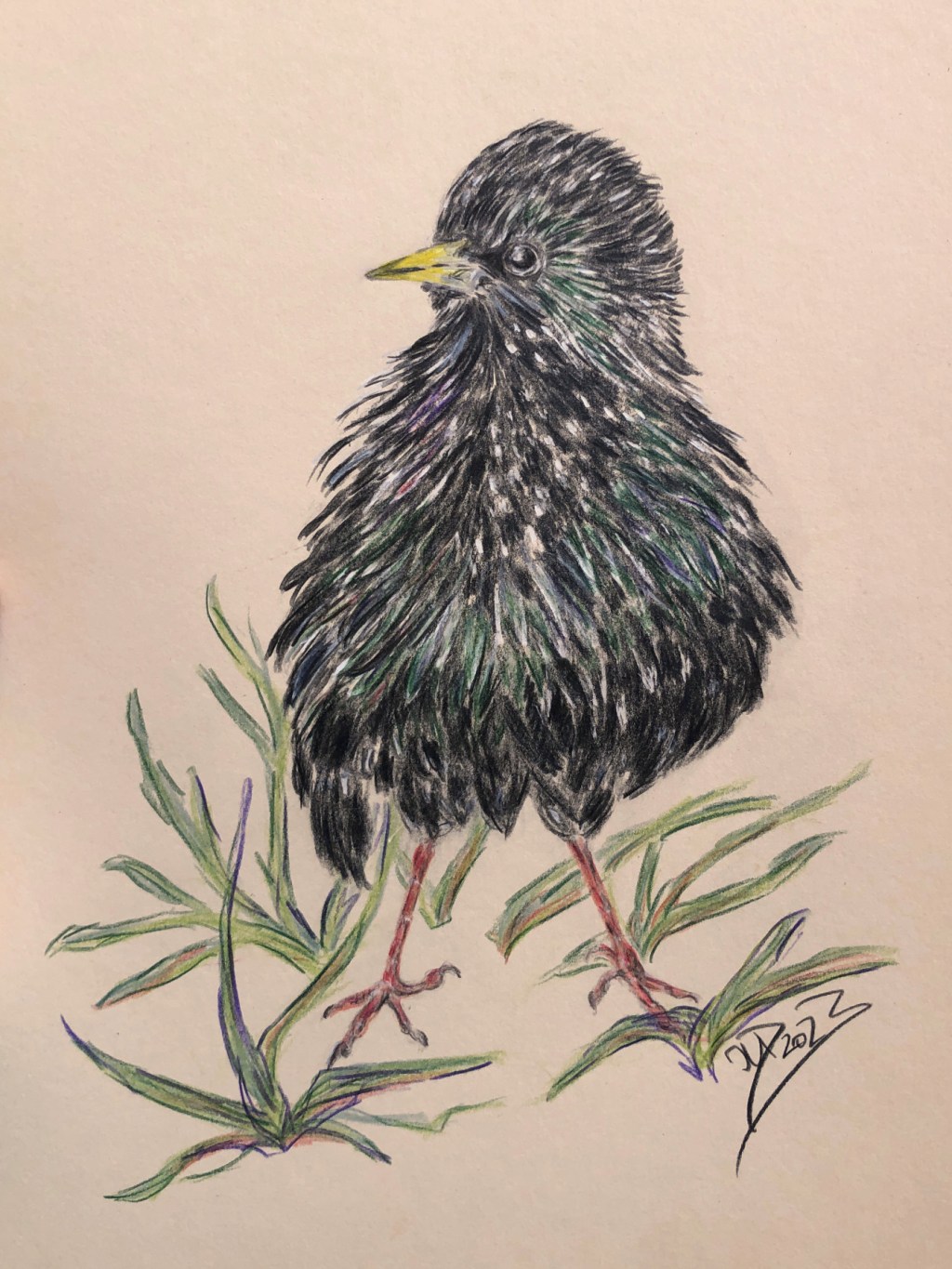 Buntstiftzeichnung. Star