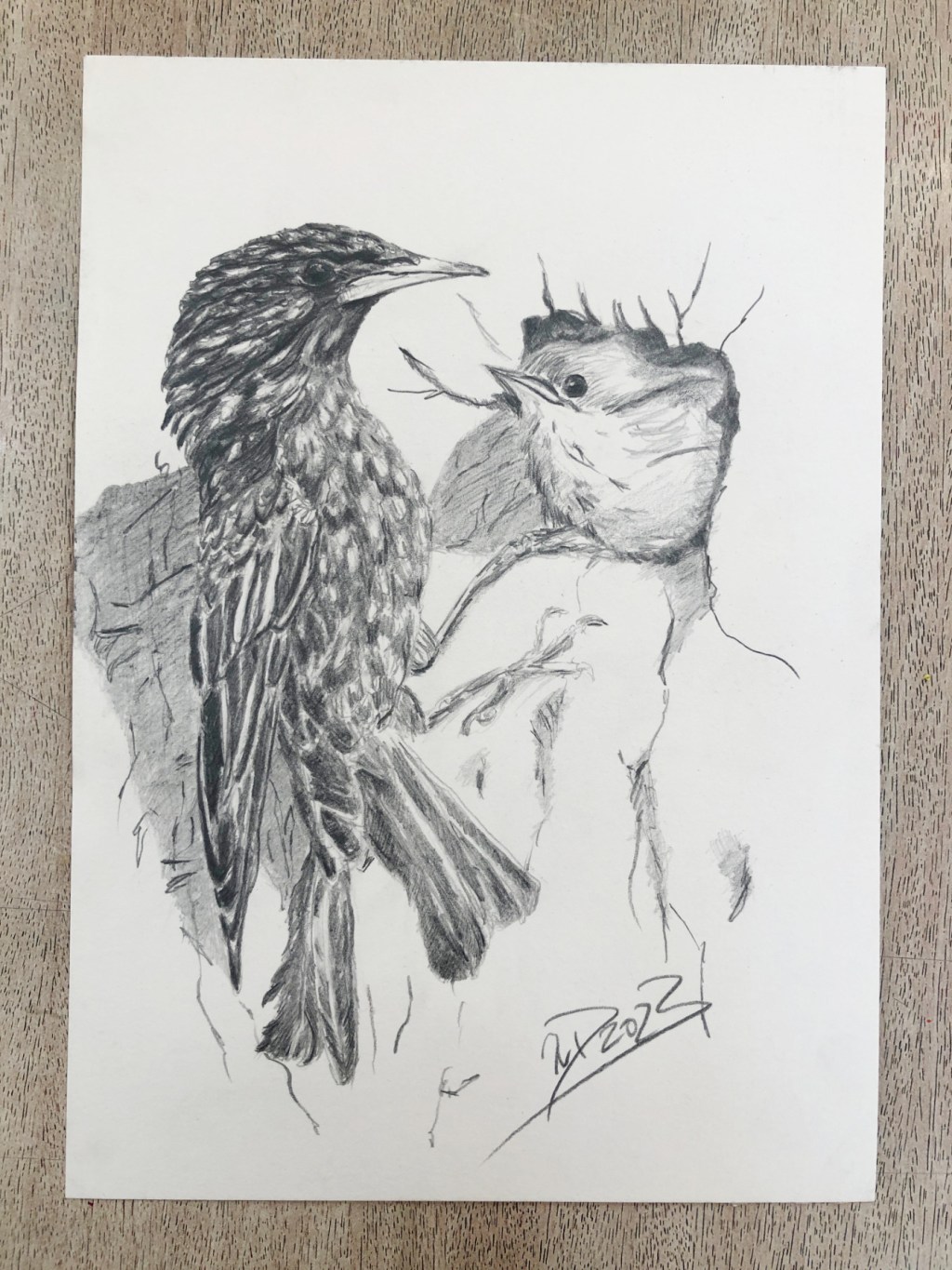 Freitagsvogel. Starenfütterung. Bleistiftzeichnung