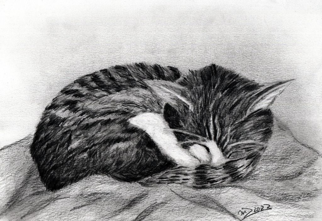 Sonntagskatze. Eingekringelt