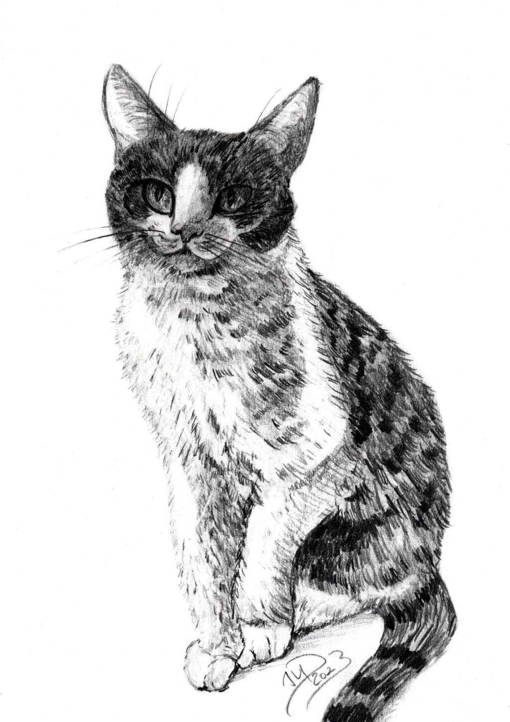 Sonntagskatze. Bleisiftzeichnung