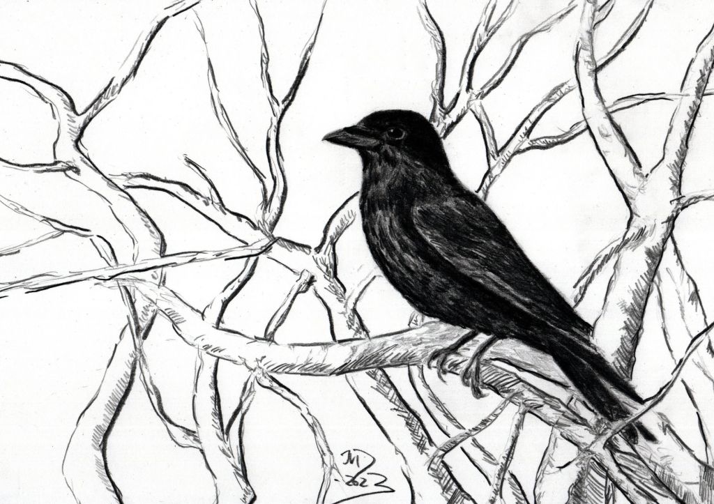 Freitagsvogel. Kolkrabe. Bleistiftzeichnung