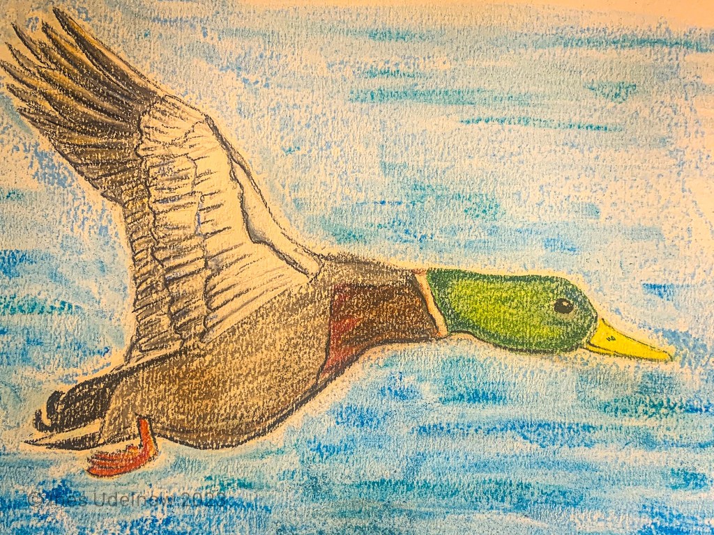 Freitagsvogel. Stockentenerpel