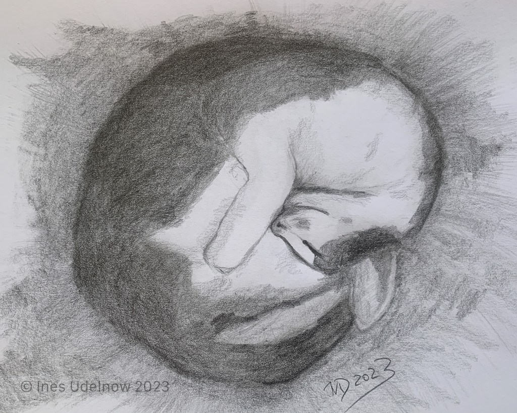 Sonntagskatze. Dream a little&nbsp;dream