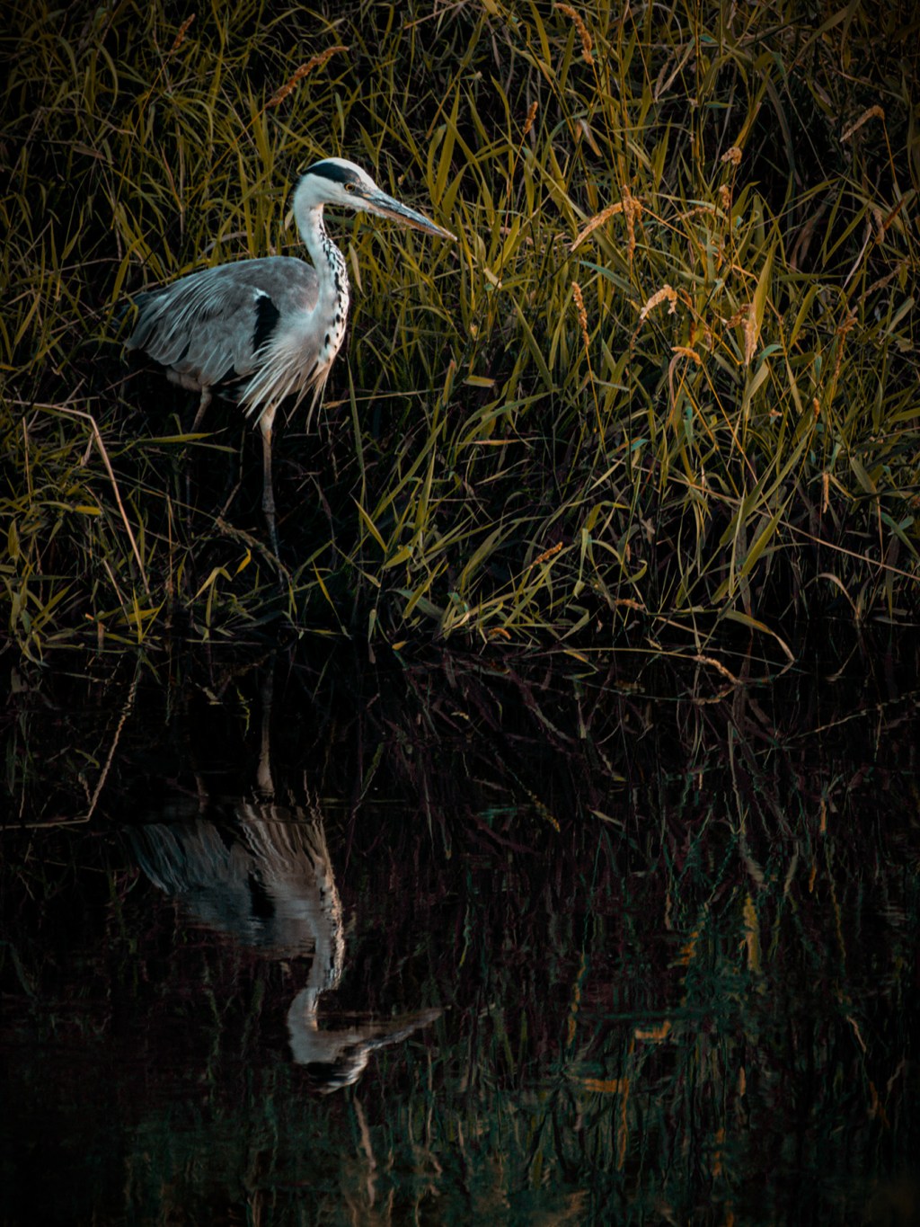 Freitagsvogel. Graureiher
