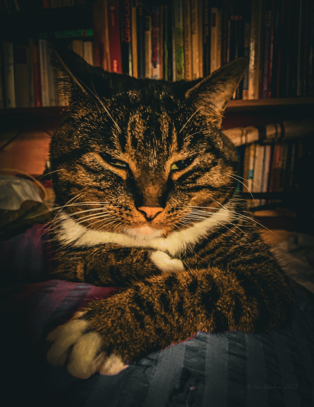 Sonntagskatze. Müde Hausherrin