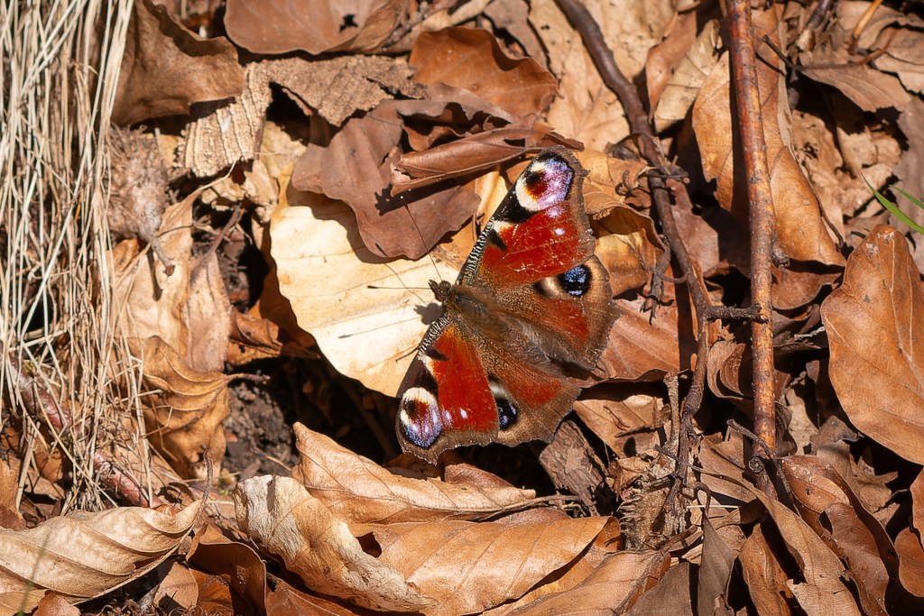 Mitbringsel vom Wegesrand, dritter&nbsp;Teil