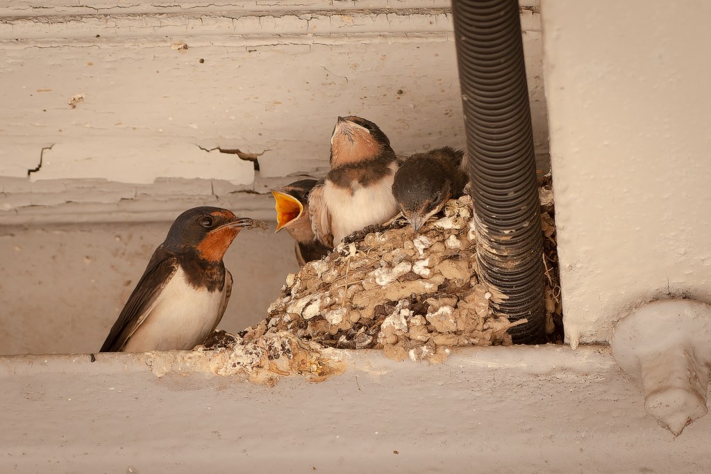 Rauchschwalben in Berlin
