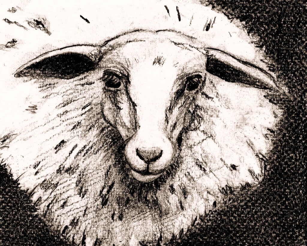 Sonntagsskizze. Schaf