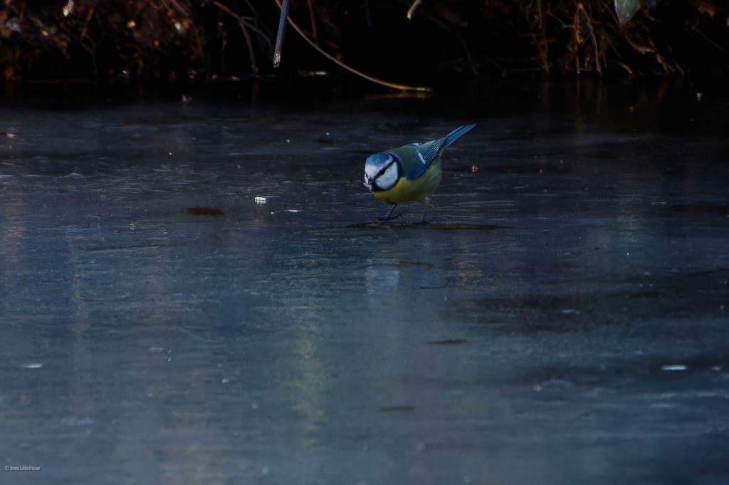 Blaumeise auf dem Eis