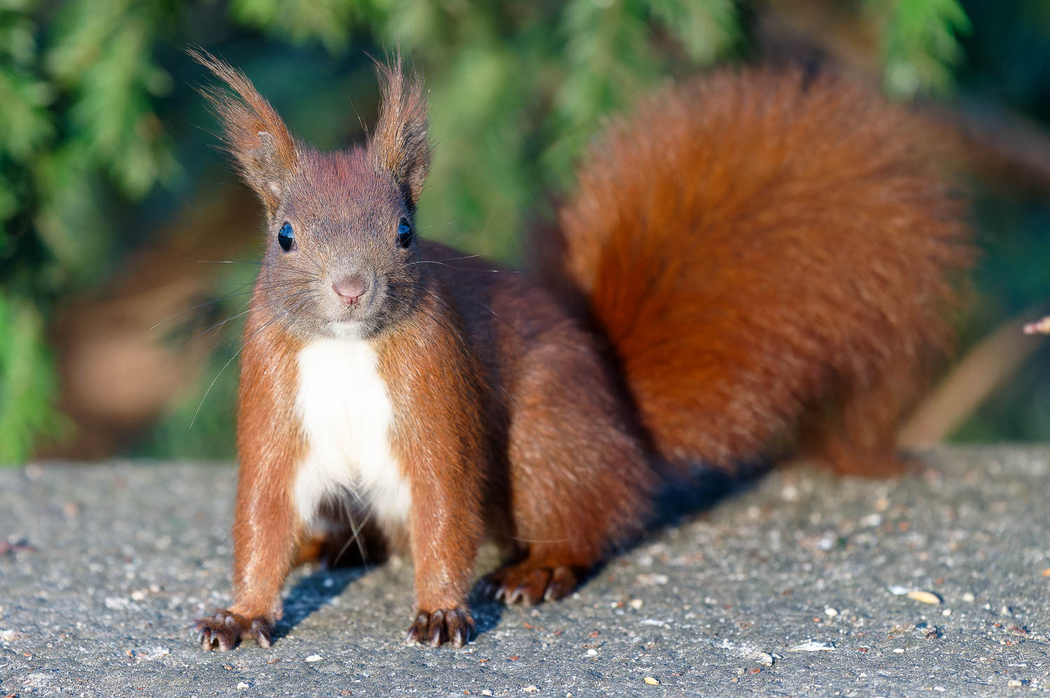 Sehr zutrauliches rostrotes Eichhörnchen sitzt in der Wintersonne und schaut in die Kamera der Fotografin