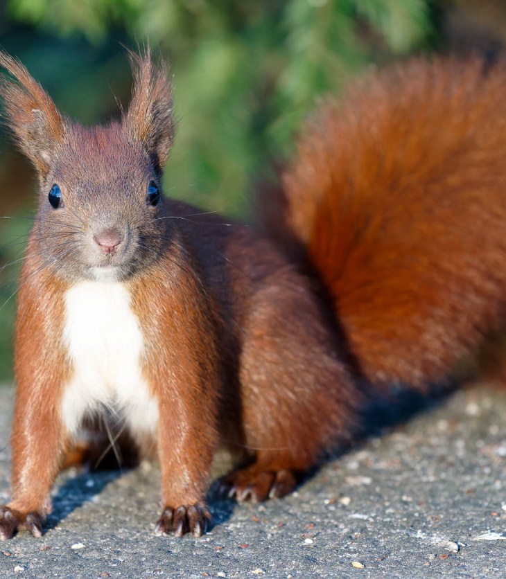 Sehr zutrauliches rostrotes Eichhörnchen sitzt in der Wintersonne und schaut in die Kamera der Fotografin