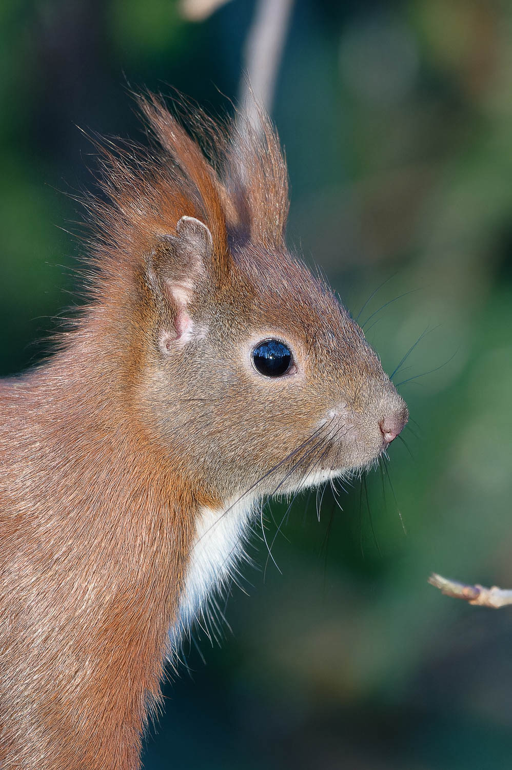Eichhörnchen, Profilansicht