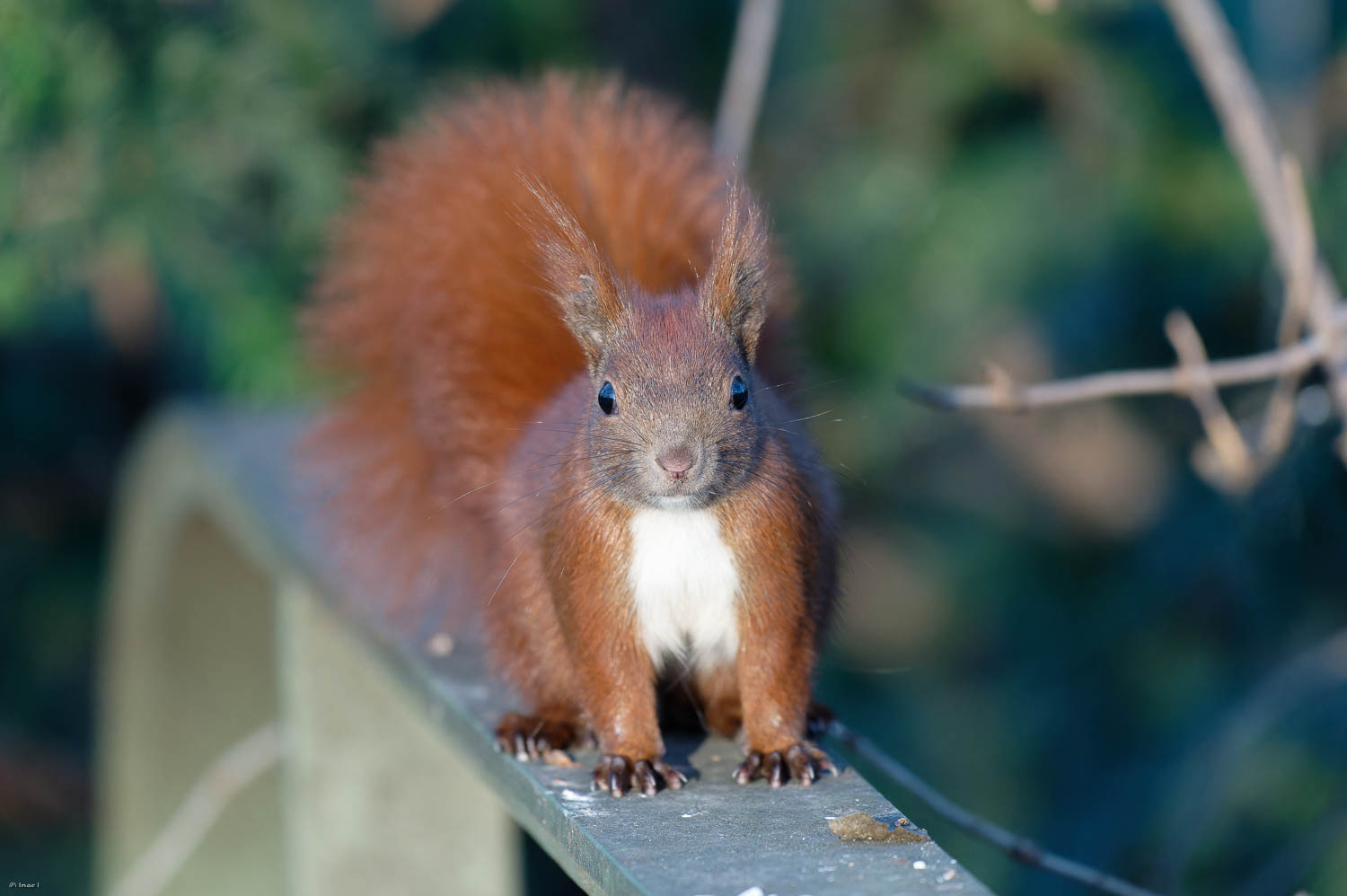 Sehr zutrauliches rostrotes Eichhörnchen sitzt in der Wintersonne und schaut in die Kamera der Fotografin
