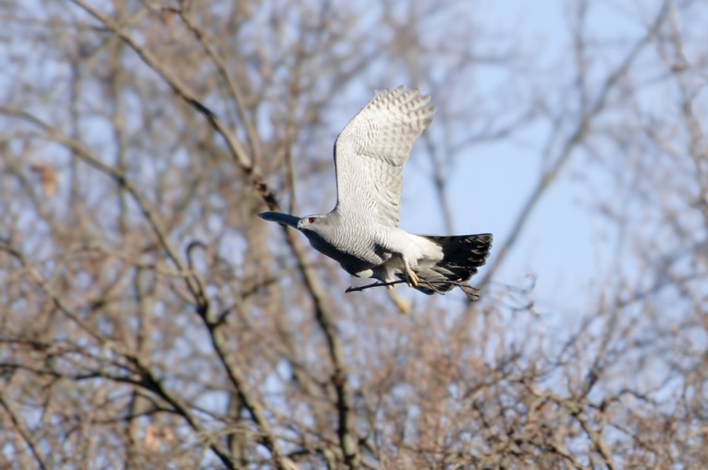 Wintersonne in der Großstadt. Habichtbeobachtungen in Berlin
