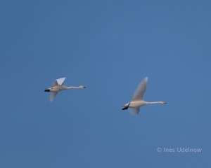 Zwei Singschwäne, fliegend, vor blauem Himmel