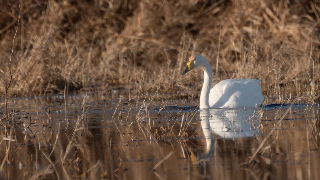 Schwanentheater. Singschwäne im Nationalpark Unteres&nbsp;Odertal