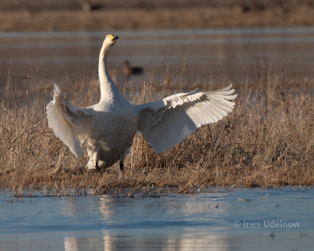 Schwanentheater. Singschwäne im Nationalpark Unteres&nbsp;Odertal