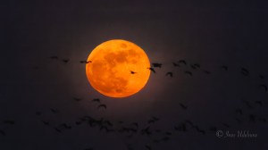Vollmond, orange, Gänse ziehen am Himmel