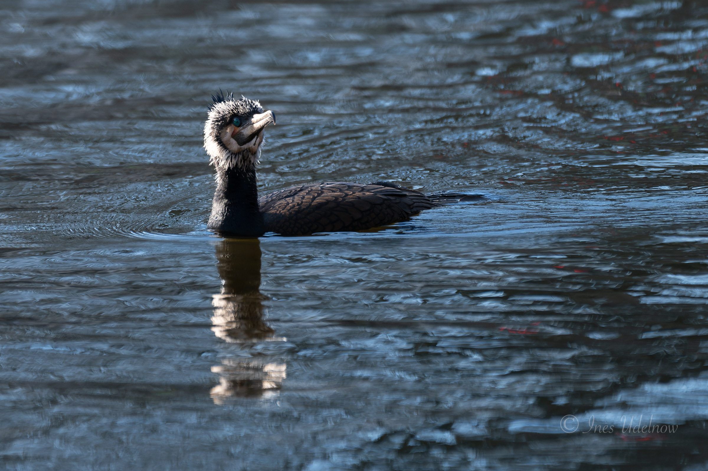Kormoran mit weißen Federn