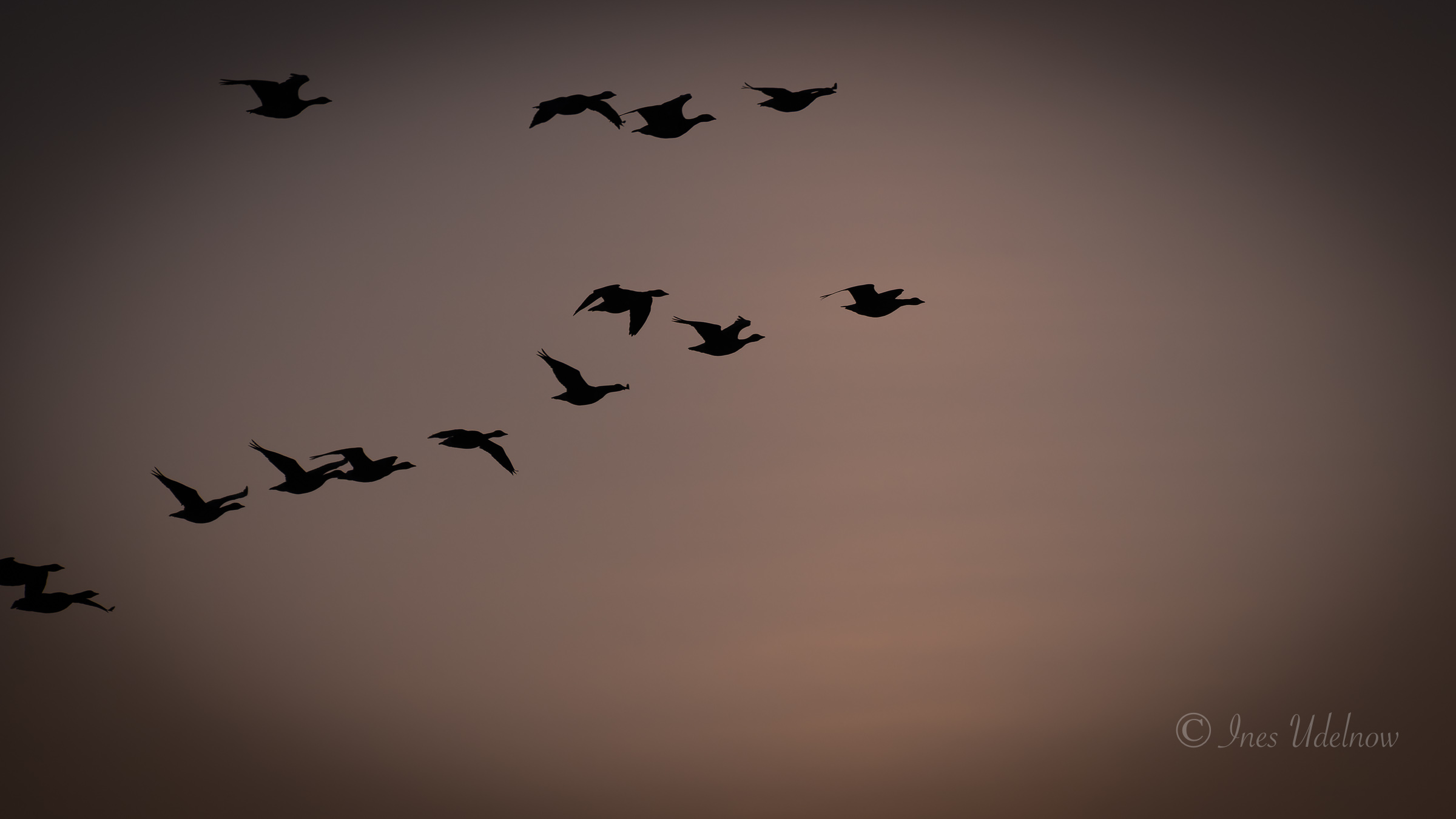 VOR DEM SONNENAUFGANG. GÄNSE ÜBER DEM ODERTAL, März 2026