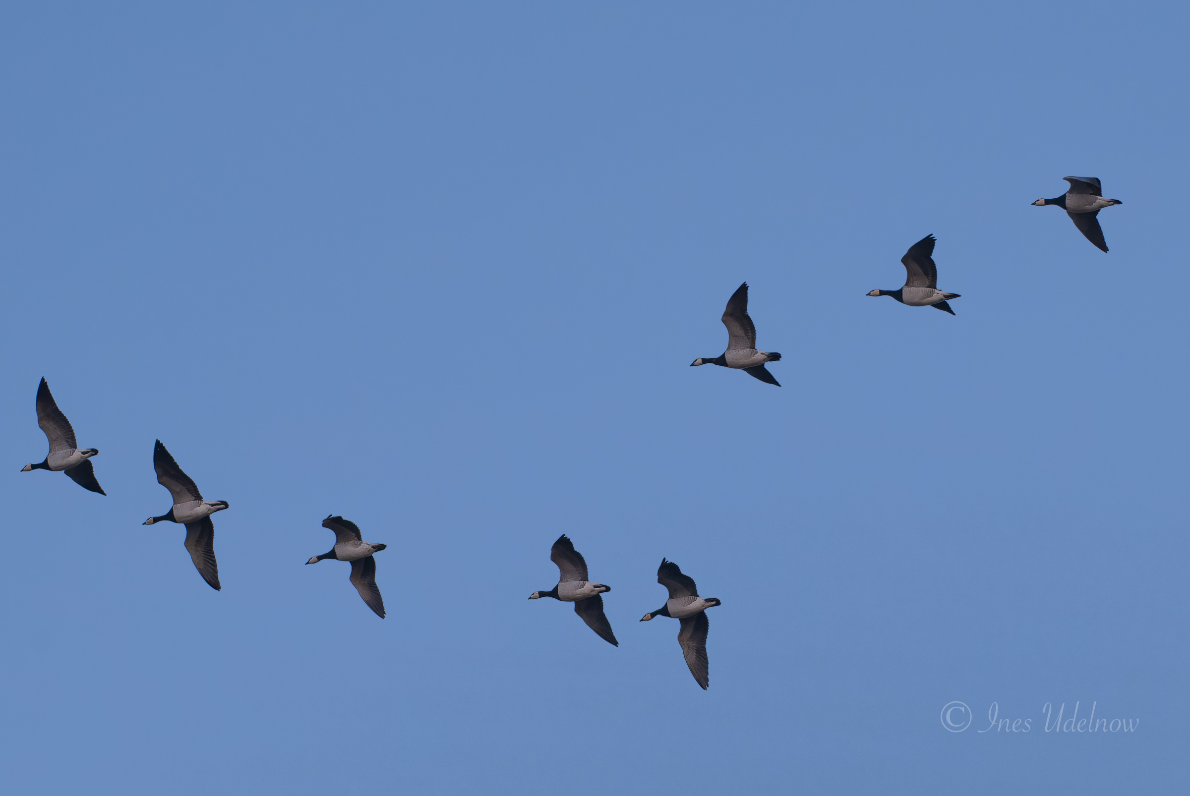 Vor dem Sonnenaufgang. Eine Gruppe Nonnengänse am Himmel