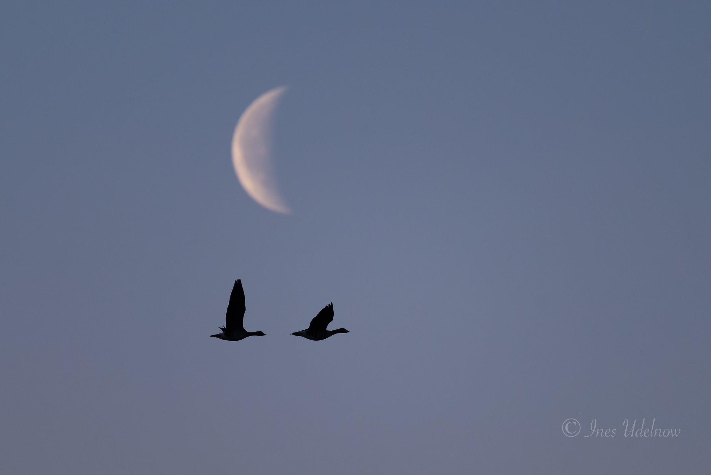 Vor dem Sonnenaufgang. Gänse und Mondsichel über dem Odertal, März 2026