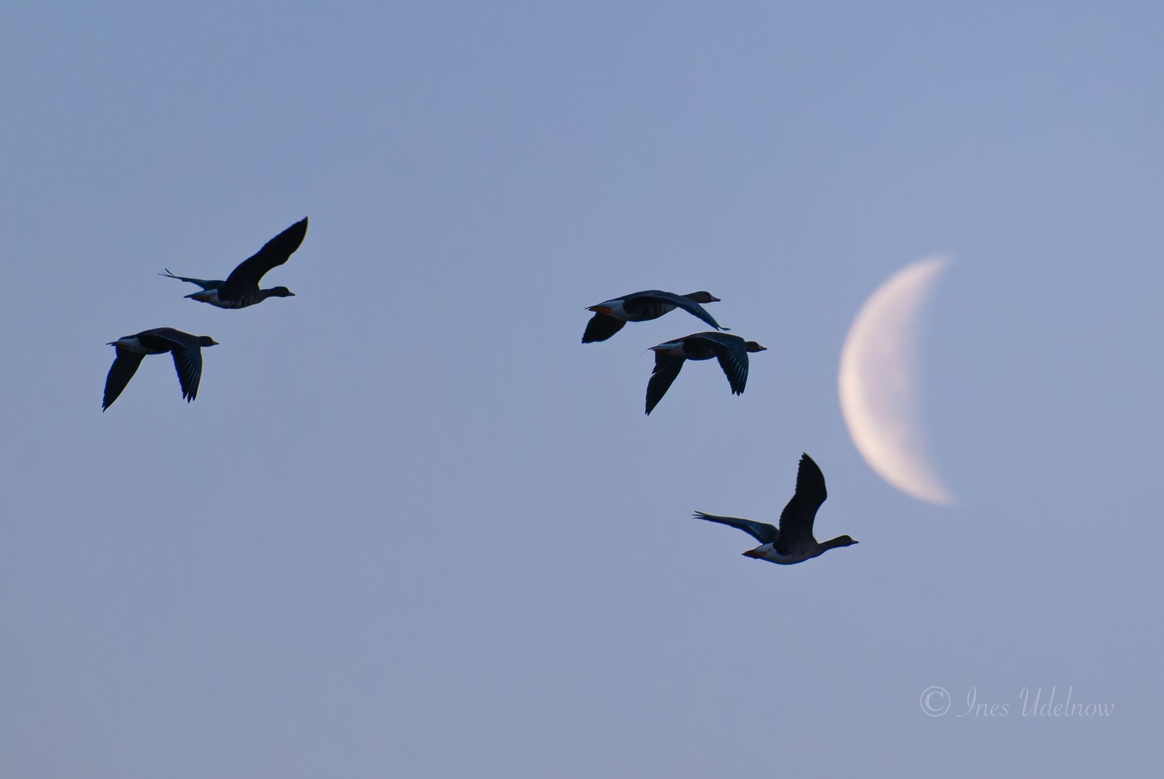 Vor dem Sonnenaufgang. Gänse und Mondsichel über dem Odertal, März 2026
