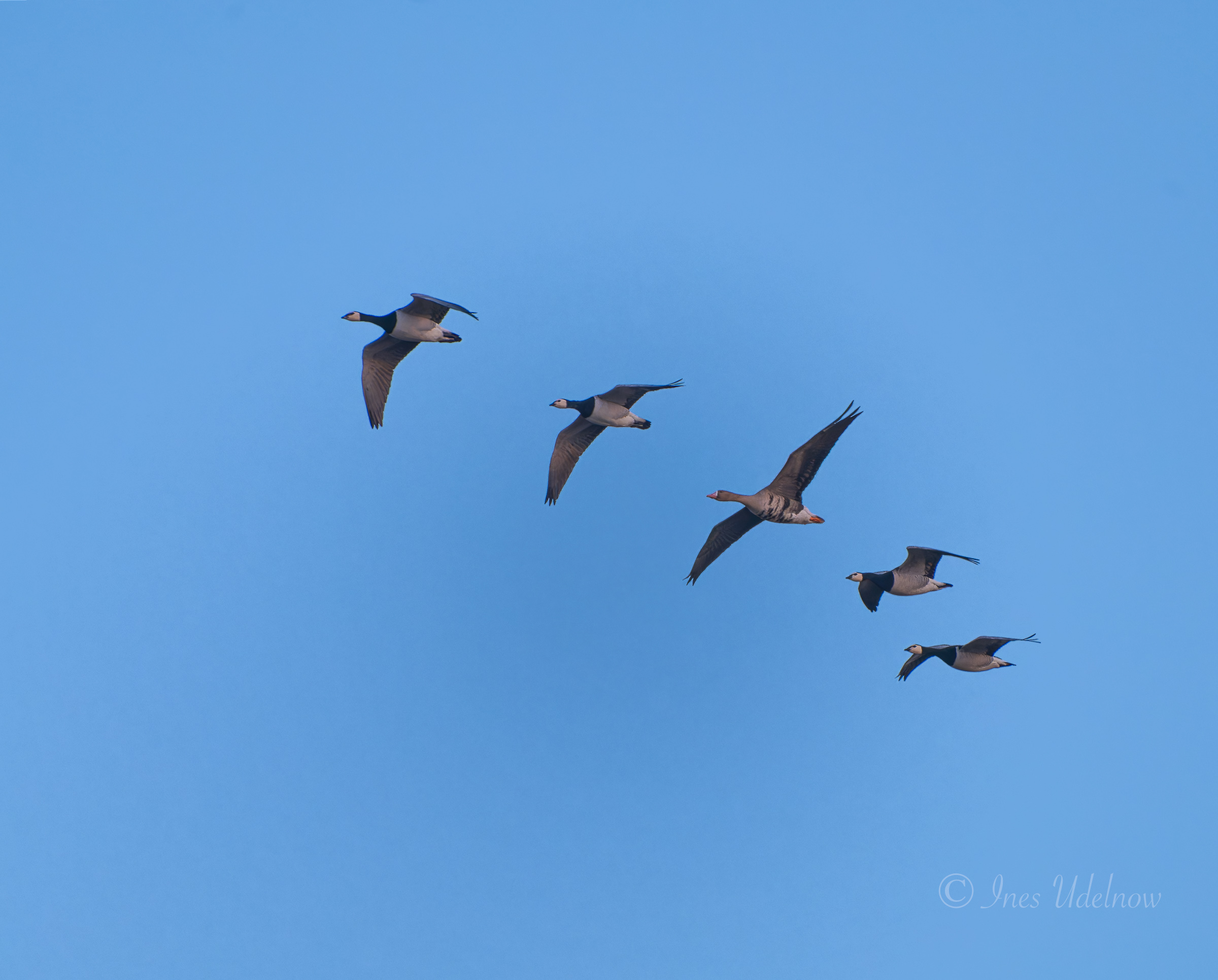 Vor dem Sonnenaufgang. Vier Nonnengänse und eine Blässgans am Morgenhimmel, März 2026